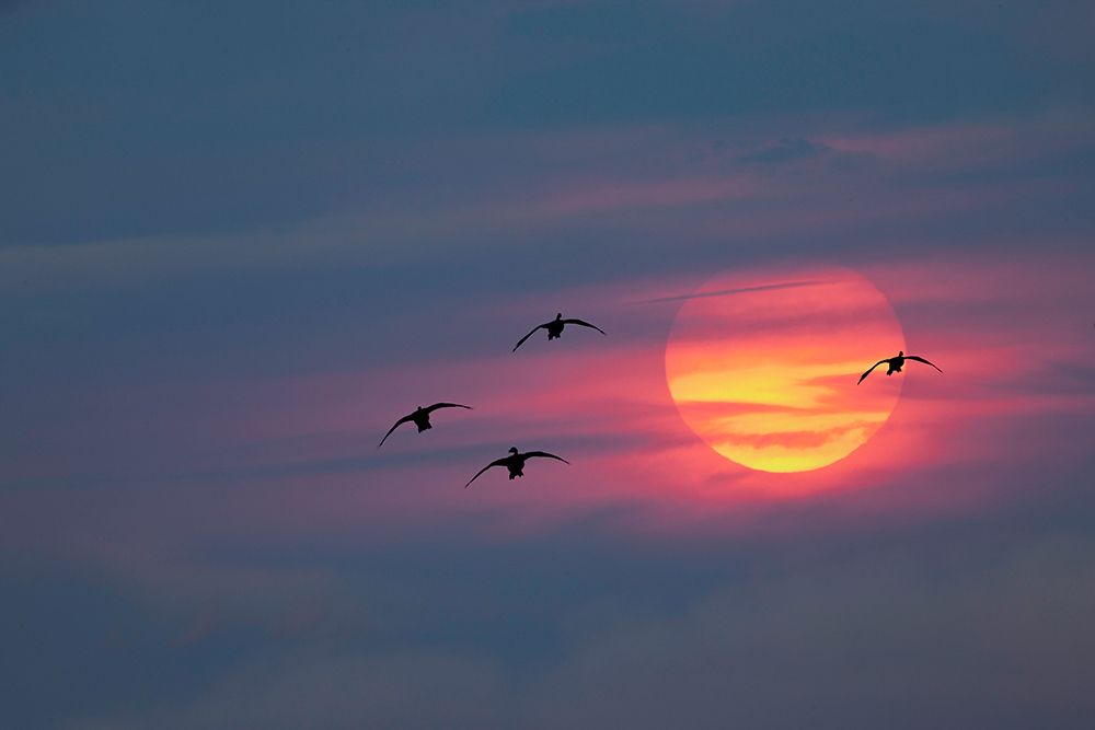 Canada geese silhouetted flying at sunset-Grand Teton National Park-Wyoming art print by Adam Jones for $57.95 CAD